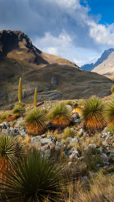 Queen of the Andes plants with the Cordillera Blanca massif in the background, Peru (© Cyril Ruoso/Minden Pictures) mobile wallpaper