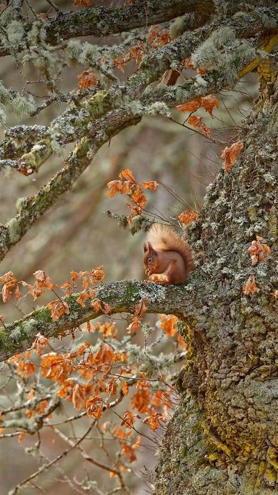 Red squirrel in the Highlands of Scotland (© Scotland: The Big Picture/Minden Pictures) mobile wallpaper