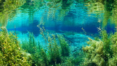The clear embrace of Rainbow River