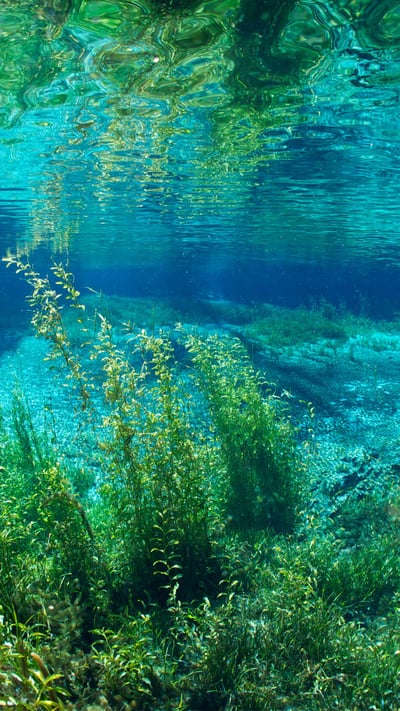 Rainbow River in Rainbow Springs State Park, Florida (© Michel Roggo/Minden Pictures) mobile wallpaper