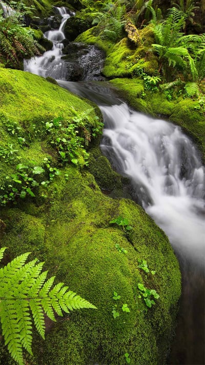 The Quinault Rainforest in Olympic National Park, Washington (© Jason Savage/Tandem Stills + Motion) mobile wallpaper