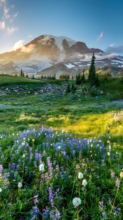 Wildflowers in Mount Rainier National Park, Washington (© RomanKhomlyak/Getty Images) mobile wallpaper