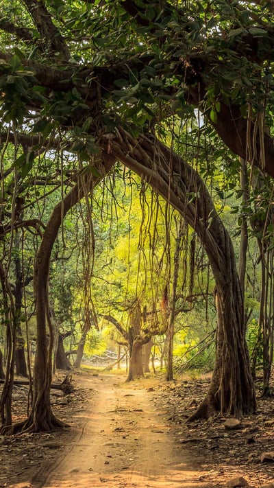 Jeep trail at Ranthambore National Park (© Lewis Kemper/Alamy Stock Photo) mobile wallpaper