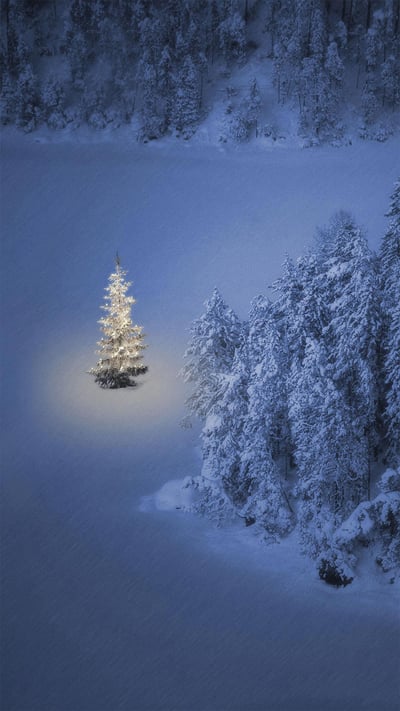 Christmas tree at Weissensee, a small lake near Ehrwald in Tyrol, Austria (© nagelestock/Alamy) mobile wallpaper
