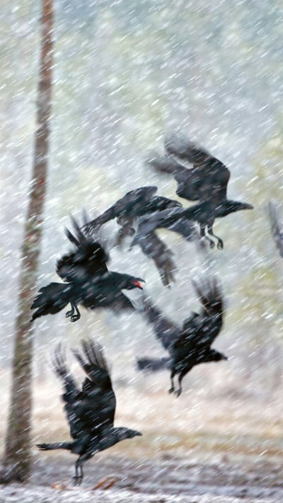 Ravens in a snowstorm near Kuhmo, Finland (© Frans Lemmens/Alamy) mobile wallpaper