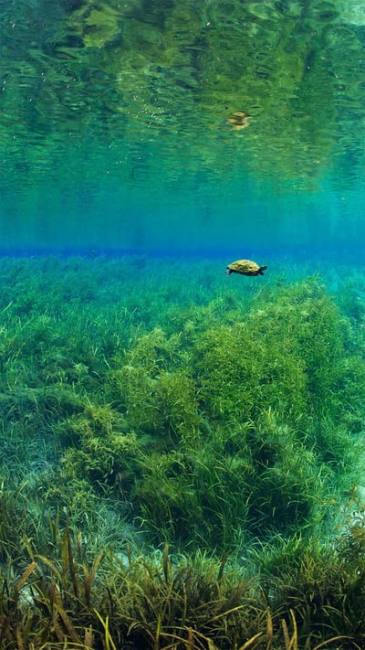 Florida red-bellied turtle in Rainbow Springs, Rainbow Springs State Park, Florida (© Michel Roggo/Minden Pictures) mobile wallpaper