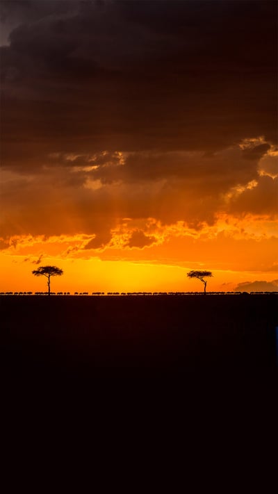 Blue wildebeest herd migrating at sunset, Maasai Mara National Reserve, Kenya (© Denis-Huot/Minden Pictures) mobile wallpaper