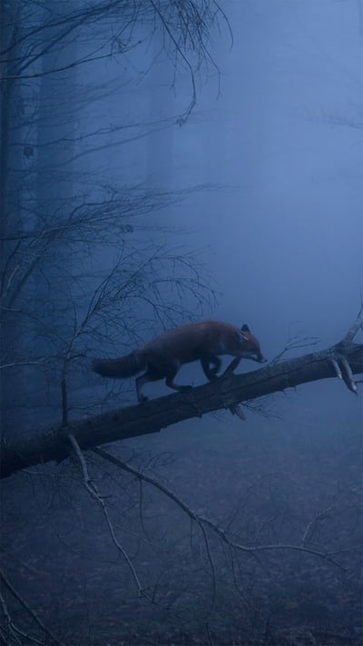 Red fox in the Black Forest of Germany (© Klaus Echle/Minden Pictures) mobile wallpaper