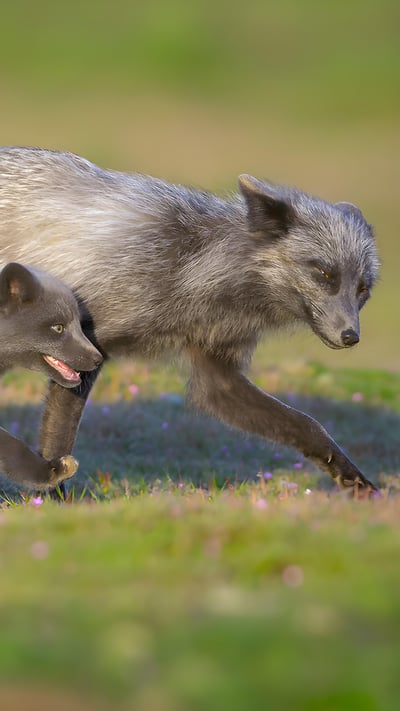 Red fox father and kit, Washington (© Chase Dekker/Minden Pictures) mobile wallpaper