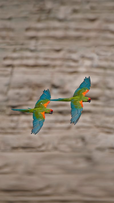 Red-fronted macaws in Omerque, Cochabamba, Bolivia (© Bernard Castelein/Minden Pictures) mobile wallpaper