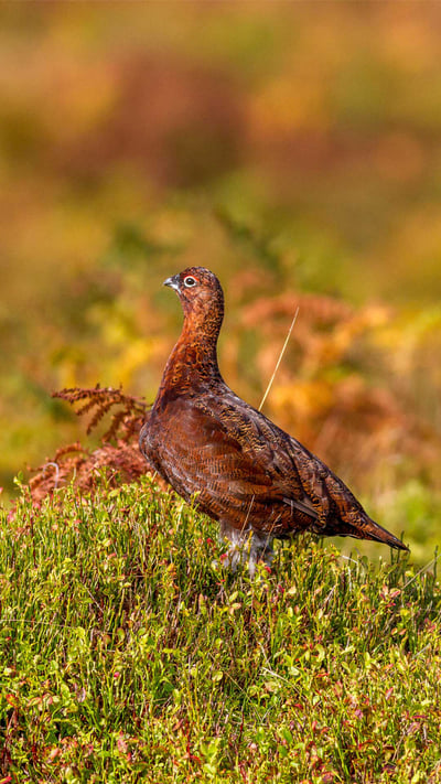 Red grouse, Ilkley Moor, West Yorkshire, UK (© Rebecca Cole/Alamy Stock Photo) mobile wallpaper