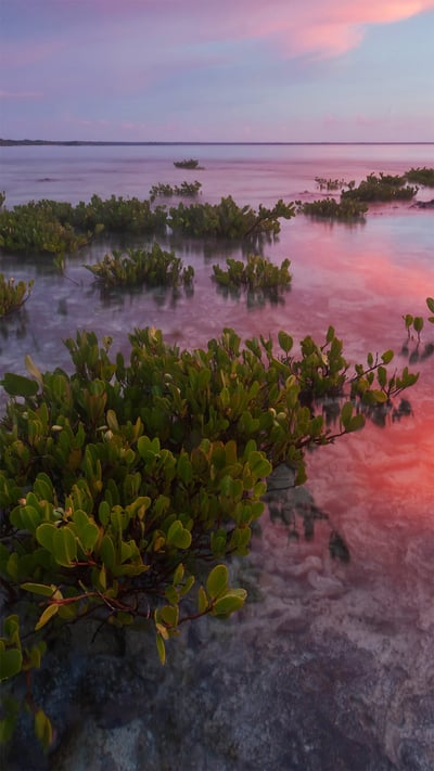 Red mangrove tree seedlings in Guanahacabibes National Park, Cuba (© Claudio Contreras/Minden Pictures) mobile wallpaper