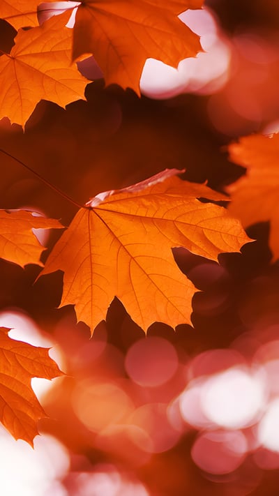 Red maple in fall, Canada (© LiuSol/Getty Images) mobile wallpaper