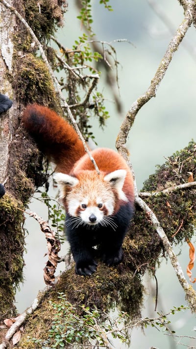 Red pandas in cloud forest habitat of Singalila in West Bengal, India (© Ben Cranke/Minden Pictures) mobile wallpaper