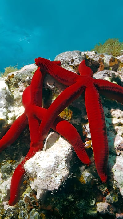 Mediterranean red sea stars, Mediterranean Sea (© Hans Leijnse/Minden Pictures) mobile wallpaper