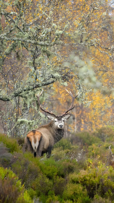 Red deer stag in the Caledonian Forest, Glen Affric, Scottish Highlands (© Terry Whittaker/Alamy) mobile wallpaper