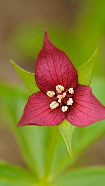 A close-up of the red trillium flower in Algonquin Provincial Park, Ont. (© Jaynes Gallery/Danita Delimont) mobile wallpaper