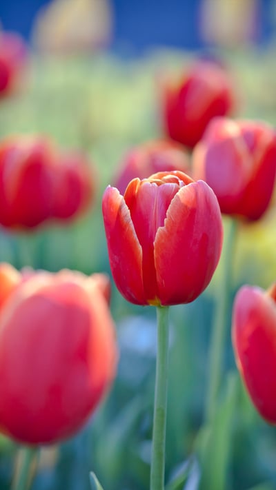 Red tulips at Floriade flower and entertainment festival, Canberra (© Jenny Dettrick/Getty Images) mobile wallpaper