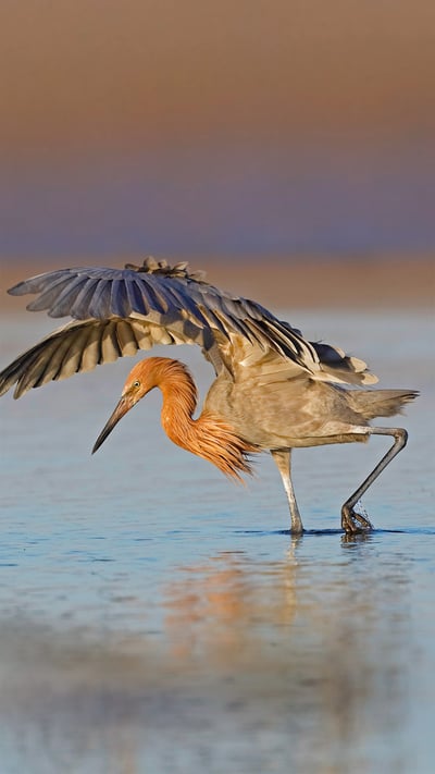 A reddish egret hunts in Fort De Soto Park, Florida (© Brian Lasenby/Getty Images) mobile wallpaper
