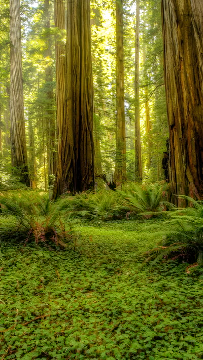 Grove of redwoods in Redwood National and State Parks, California (© Bob Pool/Getty Images) mobile wallpaper