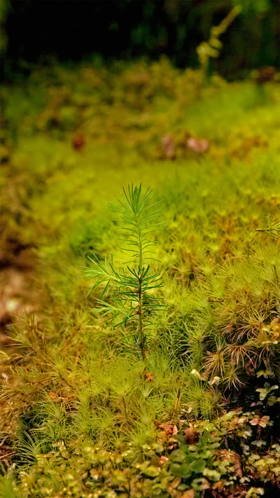 A young coast redwood sprouting out of an old log in Prairie Creek Redwoods State Park, California (© Hutch Axilrod/Getty Images) mobile wallpaper