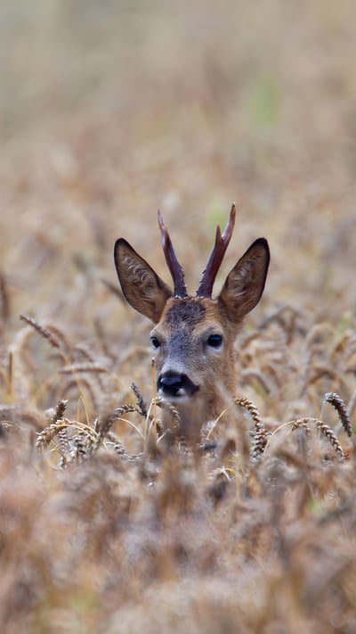 Roe deer buck, Schleswig-Holstein, Germany (© Helge Schulz/Minden Pictures) mobile wallpaper