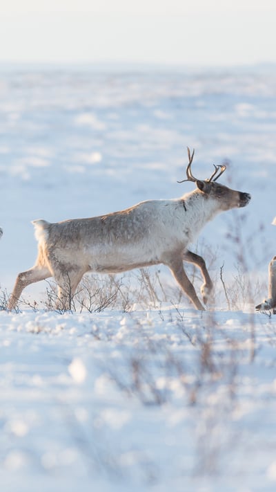 A family of caribou in a snowy landscape, Northwest Territories (© Geoffrey Reynaud/Getty Images) mobile wallpaper