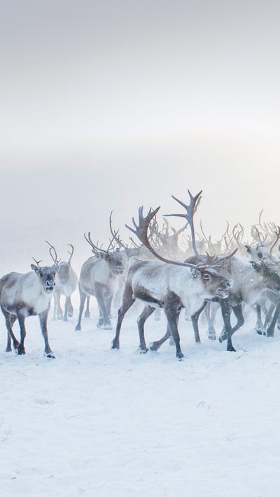 A herd of reindeer in Norway (© Lena Granefelt/plainpicture) mobile wallpaper