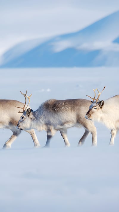 Svalbard reindeer in Van Mijenfjorden NP, Norway (© Martin Zwick/REDA&CO/Universal Images Group via Getty Images) mobile wallpaper