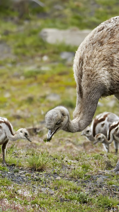 Lesser rhea adult male with chicks, Torres del Paine National Park, Patagonia, Chile (© Ignacio Yufera/Minden Pictures) mobile wallpaper