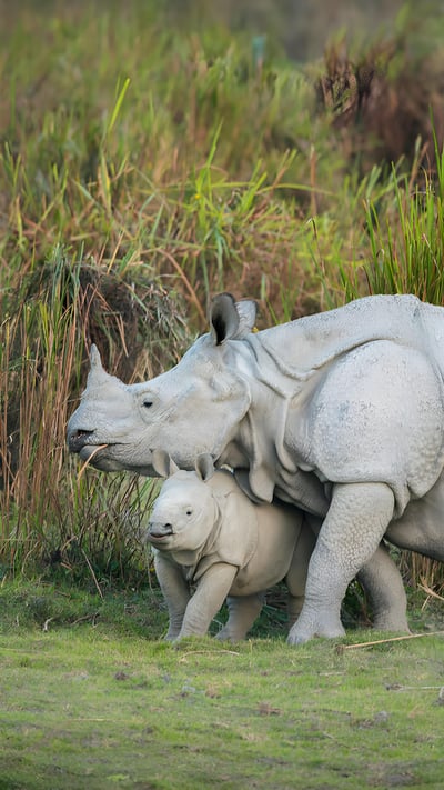 Rhino mother and calf, Kaziranga National Park, Assam (© ePhotocorp/Getty Images) mobile wallpaper