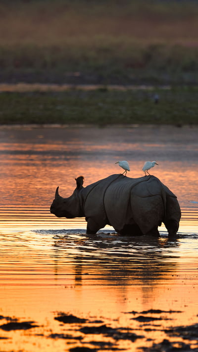 Indian rhinoceros, Kaziranga National Park, India (© Abhishek Singh/Moment/Getty Images) mobile wallpaper