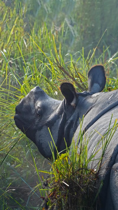 Greater one-horned rhinoceroses in Kaziranga National Park, Assam, India (© Robert Harding World Imagery/Shutterstock) mobile wallpaper