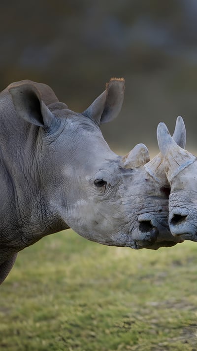 Male white rhinoceroses, Lake Nakuru, Kenya (© Ingo Arndt/Minden Pictures) mobile wallpaper