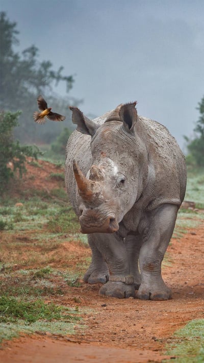 Two rhinos and an oxpecker bird in the Amakhala Game Reserve, South Africa (© Robert Harding World Imagery/Offset) mobile wallpaper