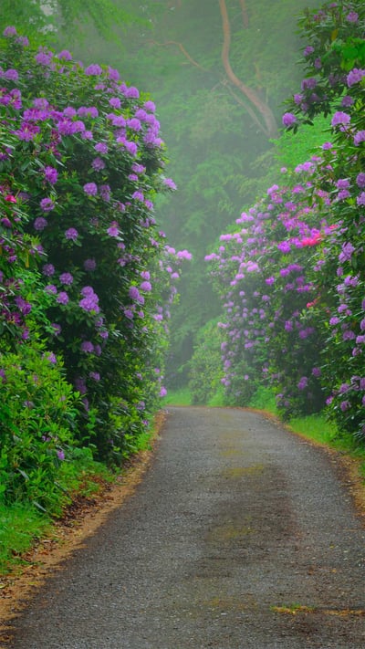 Common rhododendrons in Semper Forest Park, Rügen, Germany (© Sandra Bartocha/Minden Pictures) mobile wallpaper