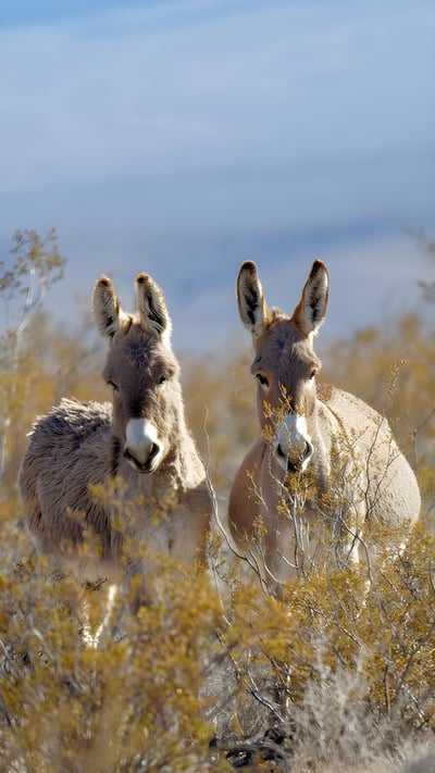 Donkeys in a valley near Rhyolite, Nevada (© Moelyn Photos/Getty Images) mobile wallpaper