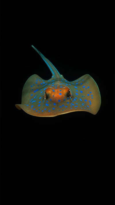 Bluespotted ribbontail ray near Perth, Australia (© Jeff Rotman/Minden Pictures) mobile wallpaper