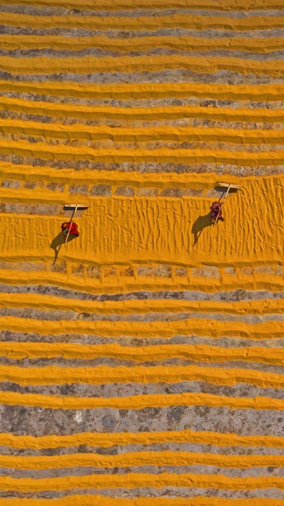 Rice laid out to dry in Dhamrai, Dhaka, Bangladesh (© Amazing Aerial Agency/Offset by Shutterstock) mobile wallpaper