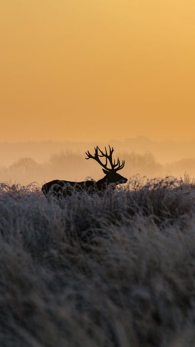 里士满公园的雄鹿,英国伦敦 (© Ian Schofield Images/Offset/Shutterstock) mobile wallpaper