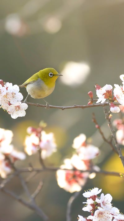 初春の梅に飛来したメジロ (© tahirsphotography/Shutterstock) mobile wallpaper