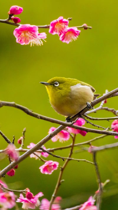 Warbling white-eye among plum blossoms in Yokohama, Japan (© e185rpm/Adobe stock) mobile wallpaper