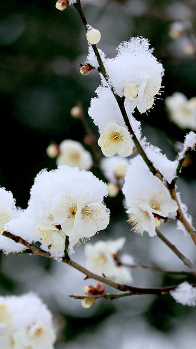 雪中の白梅 (© sakasyou/iStock/Getty Images Plus) mobile wallpaper