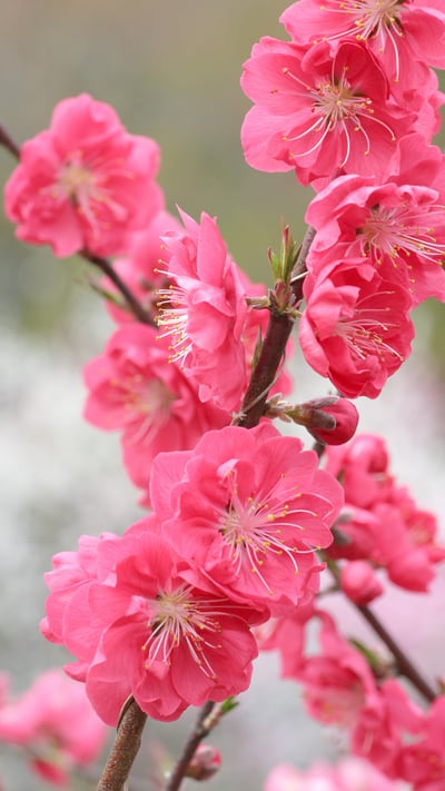 「桃の花」 (© SHINZO HIRAI/amana images/Getty Images Plus) mobile wallpaper