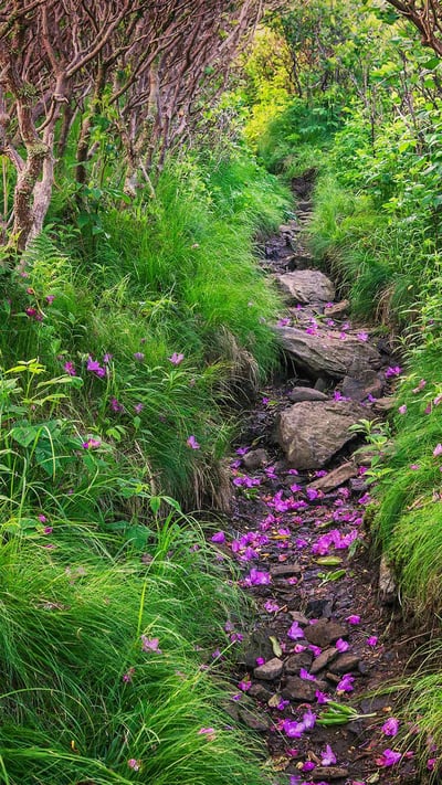Fallen rhododendron petals line a trail through Pisgah National Forest, North Carolina (© aheflin/Getty Images Plus) mobile wallpaper
