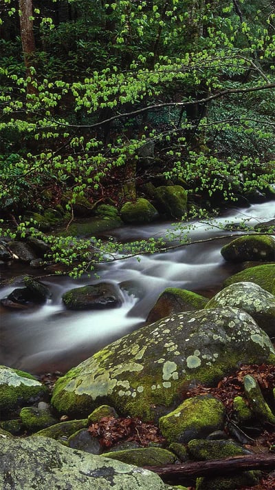 Roaring Fork in Great Smoky Mountains National Park, Tennessee (© Paul Hassell/Tandem Stills + Motion) mobile wallpaper