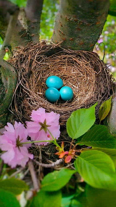 The blue eggs of an American robin in New Jersey (© Mira/Alamy) mobile wallpaper