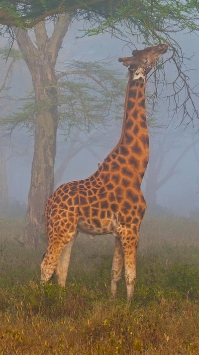 Rothschild's giraffe in Lake Nakuru National Park, Kenya (© Theo Allofs/Minden Pictures) mobile wallpaper