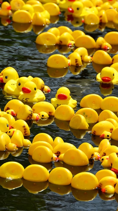 Rubber duck race for Boxing Day (© Jessica Lynn Culver/Getty Images) mobile wallpaper