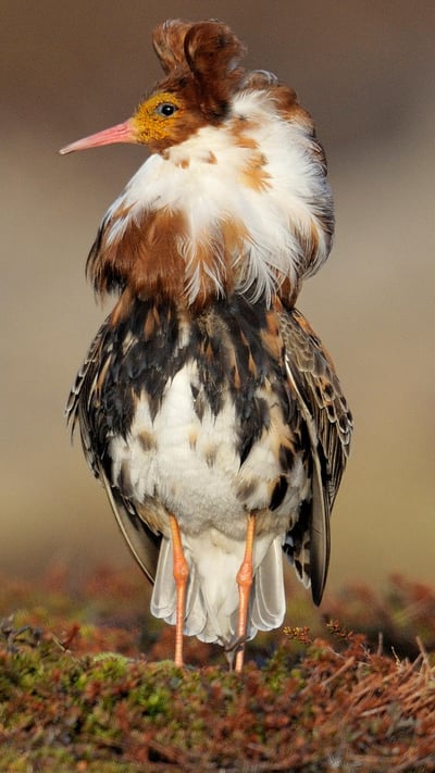 Ruff (Philomachus pugnax) male for London Fashion Week (© Loic Poidevin/Minden Pictures) mobile wallpaper
